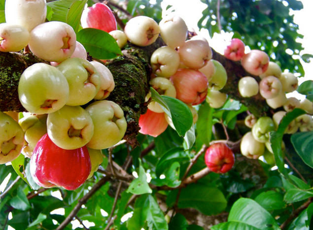 The top ten 10 exotic fruits on Maui you must try
