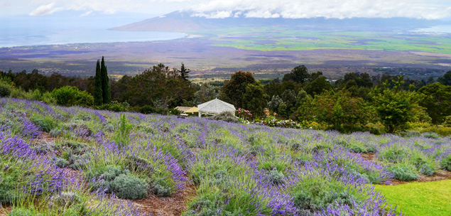 View from the Kula Lavender Farm