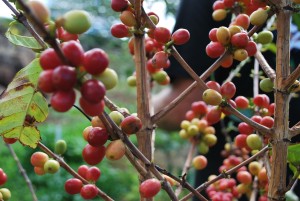 Ripe coffee cherries in Maui